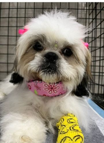 Shih Tzu con lazos y collar rosas, sentado en una caseta. Venda amarilla en la pata, mirando a la cámara.