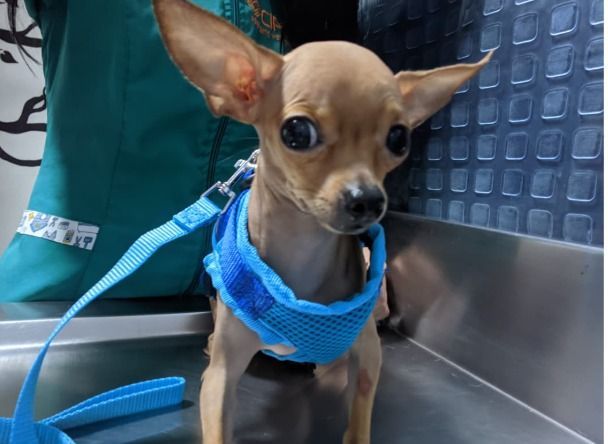 Cachorro chihuahua de color canela con arnés azul, mirando a la cámara.