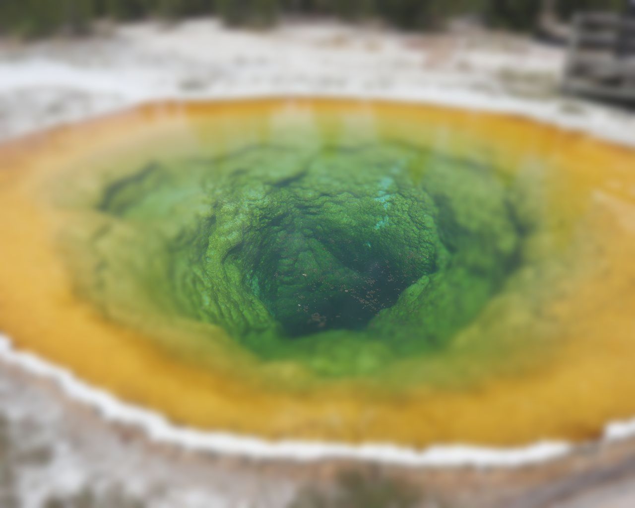 Morning Glory:  Yellowstone National Park - Yellowstone Safari Tours