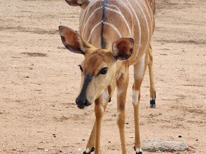 A close up of a deer standing in the dirt looking at the camera.