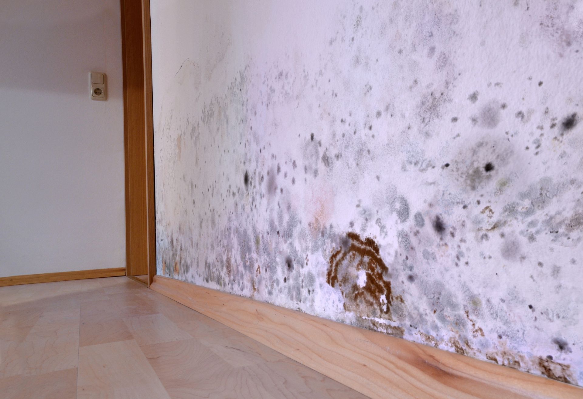 White wall with patches of black mold, representing emergency water damage restoration services.