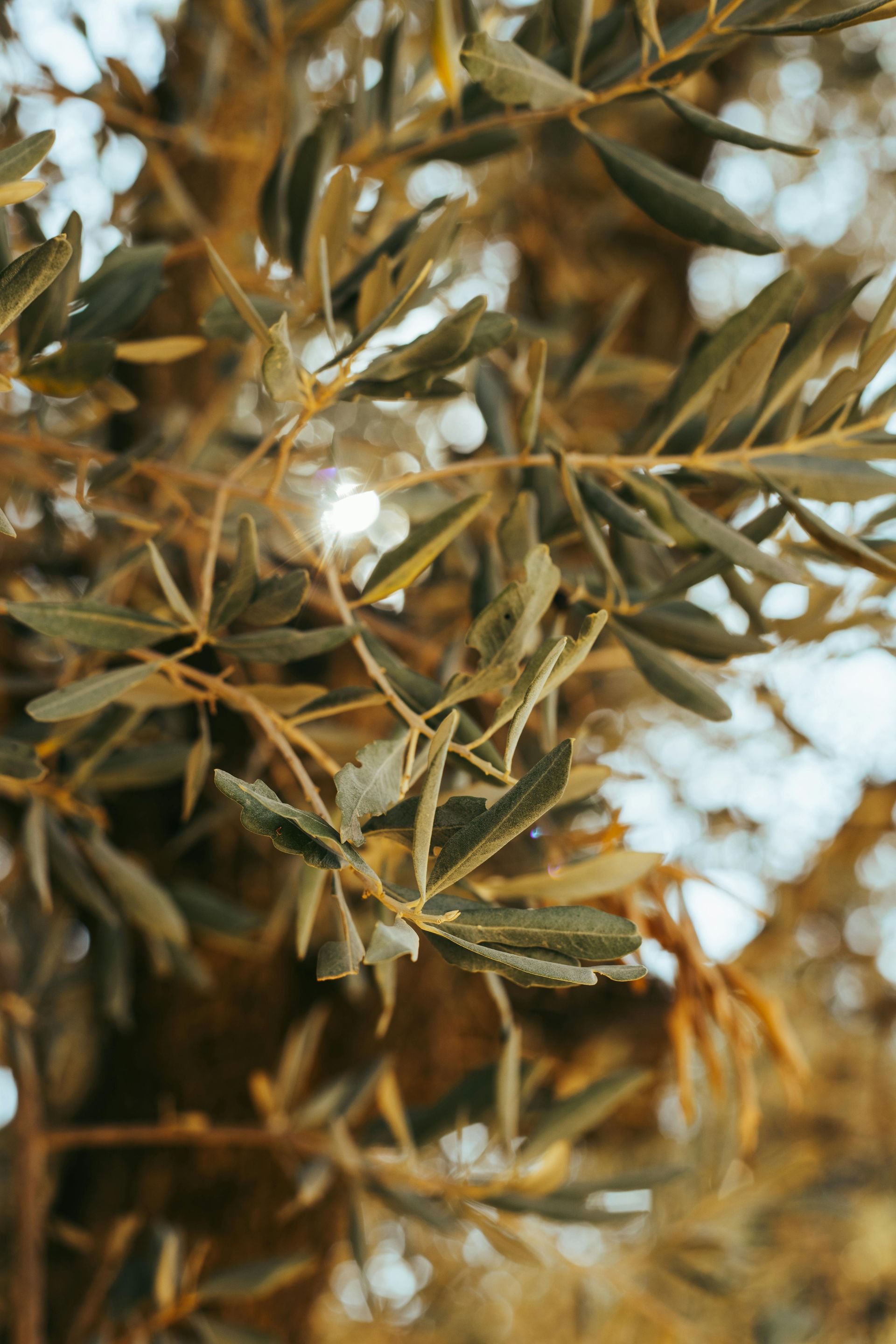 Oleificio Coralluzzo