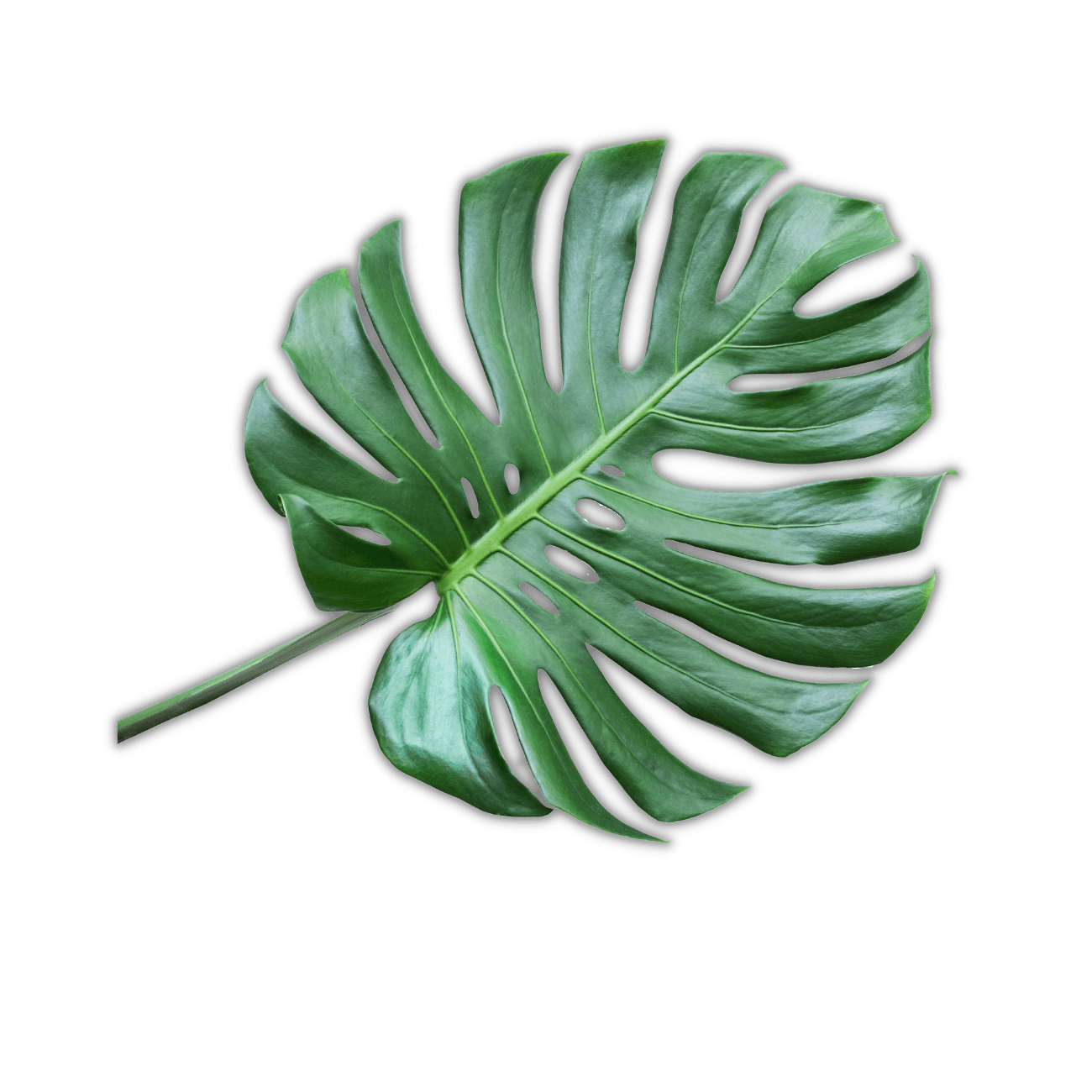 Monstera