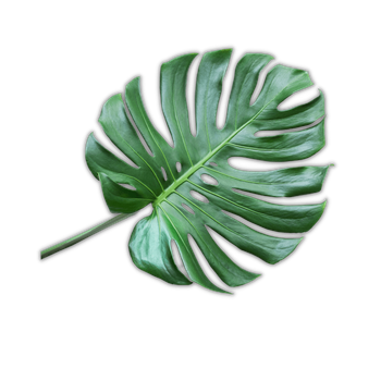 Monstera