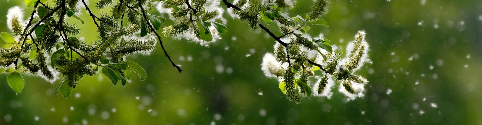 What Are Allergies Frequently Asked Questions Fort Worth, TX