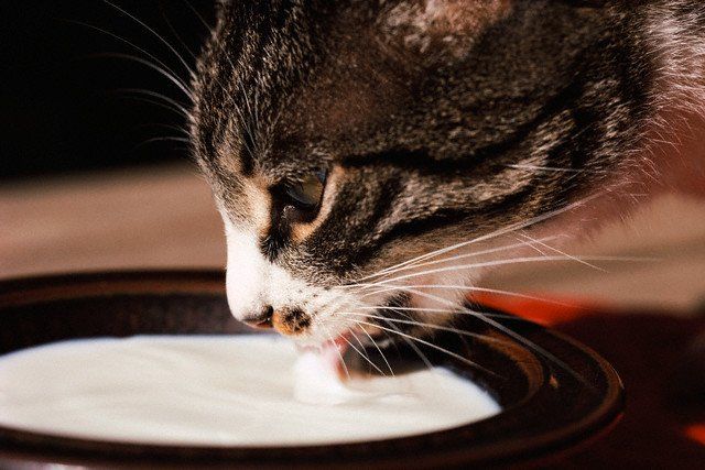 Alimentazione del gatto