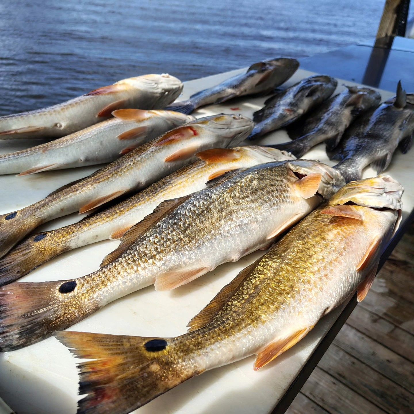 Fresh fish laid out on a wooden dock beside blue water