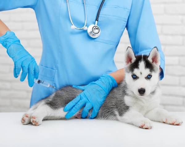do dogs need lyme vaccine every year