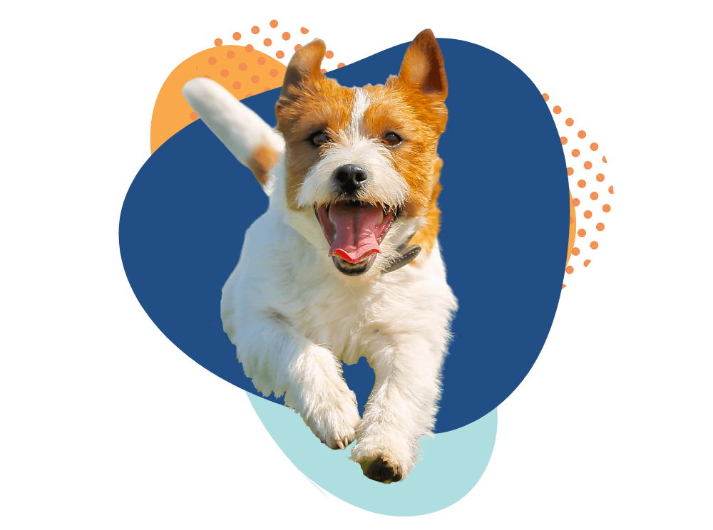 Veterinarian QuadCities/Davenport Best Vet Near Me Animal Family