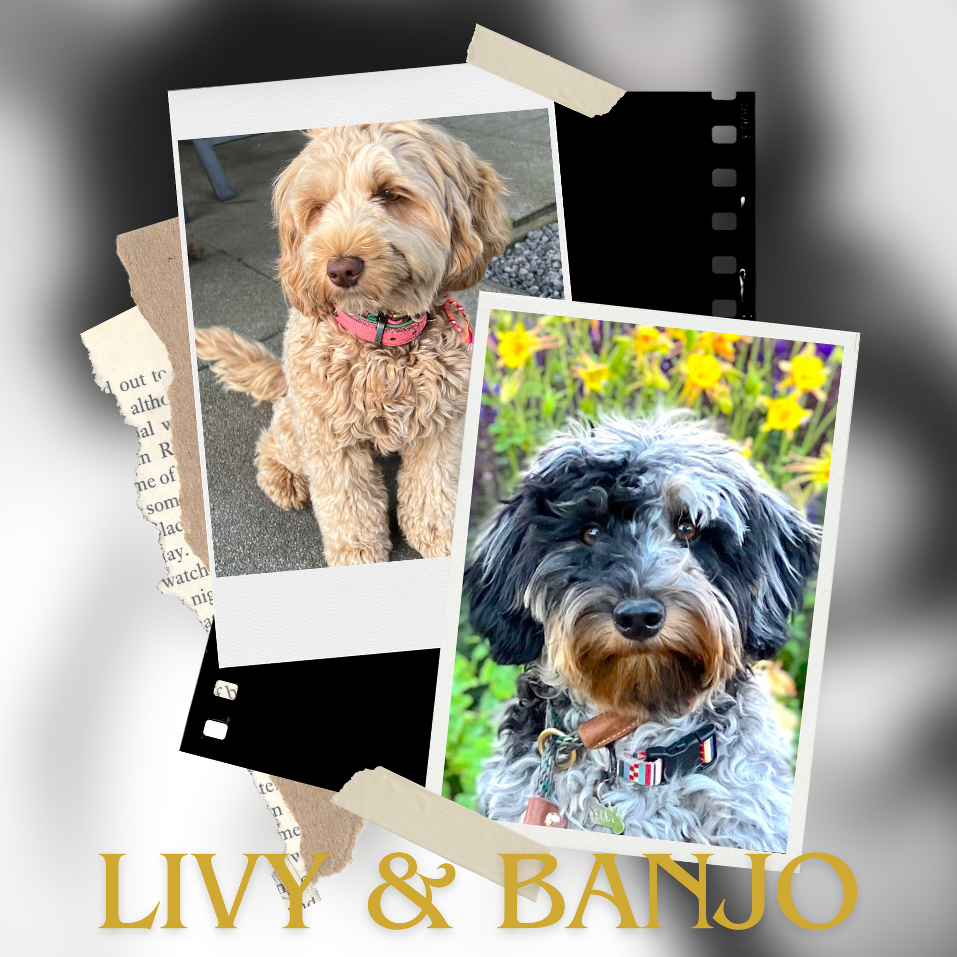 Ett collage av tre foton av hundar med orden livy & banjo längst ner
