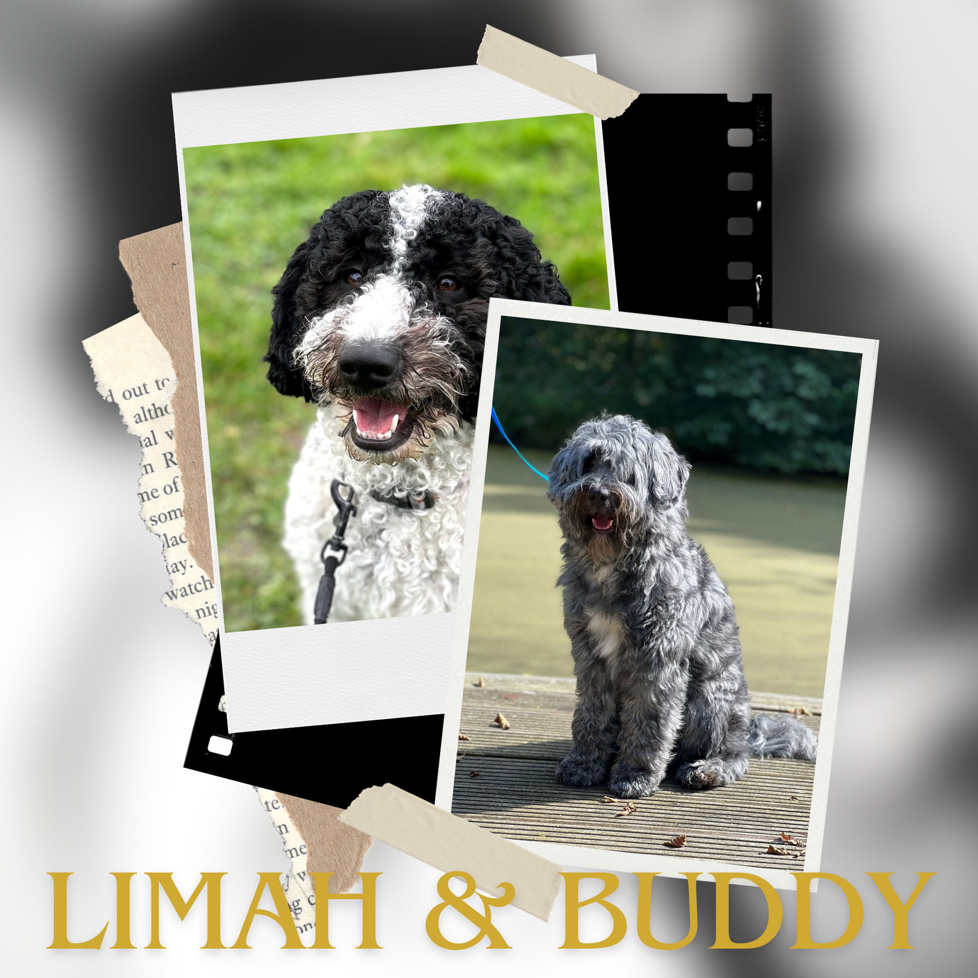 Ett collage av foton av en hund som heter Limah och Buddy