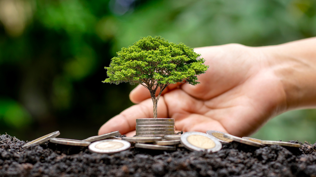 Une personne tient un arbre poussant à partir d'un tas de pièces de monnaie.