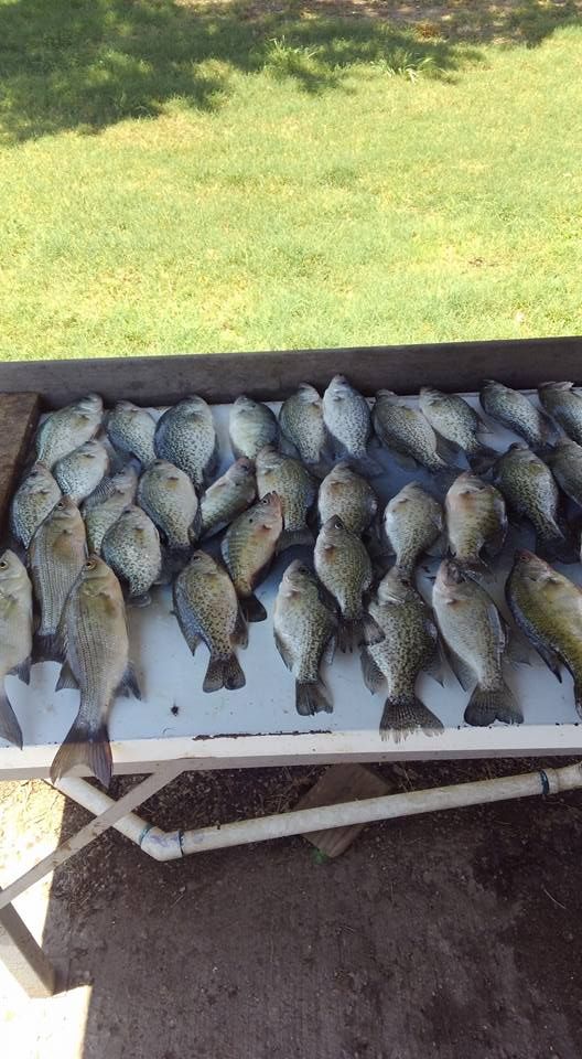 A bunch of fish are sitting on top of a table.