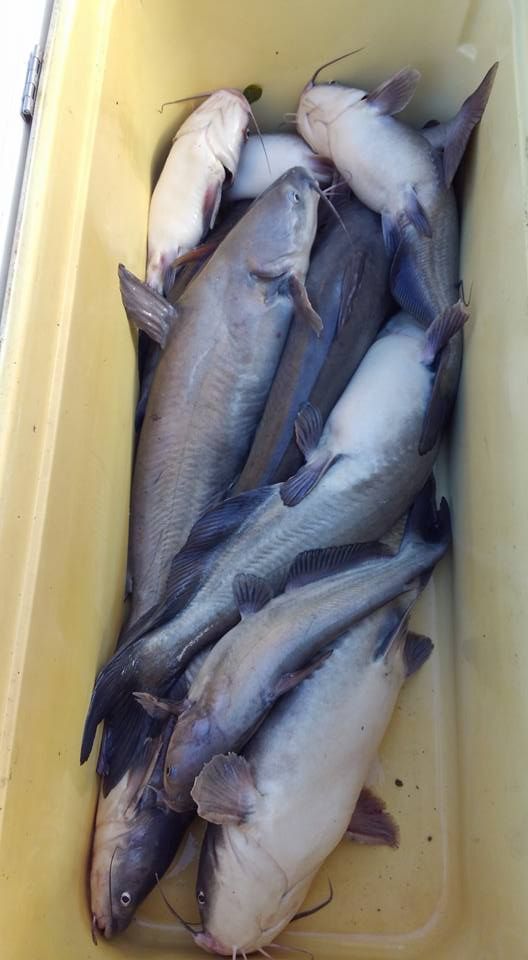 A bunch of fish are sitting in a yellow container.