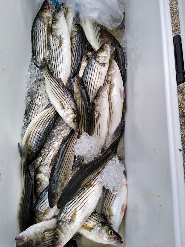 A bunch of fish are sitting on top of ice in a cooler.