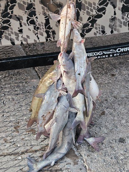 A bunch of fish are stacked on top of each other