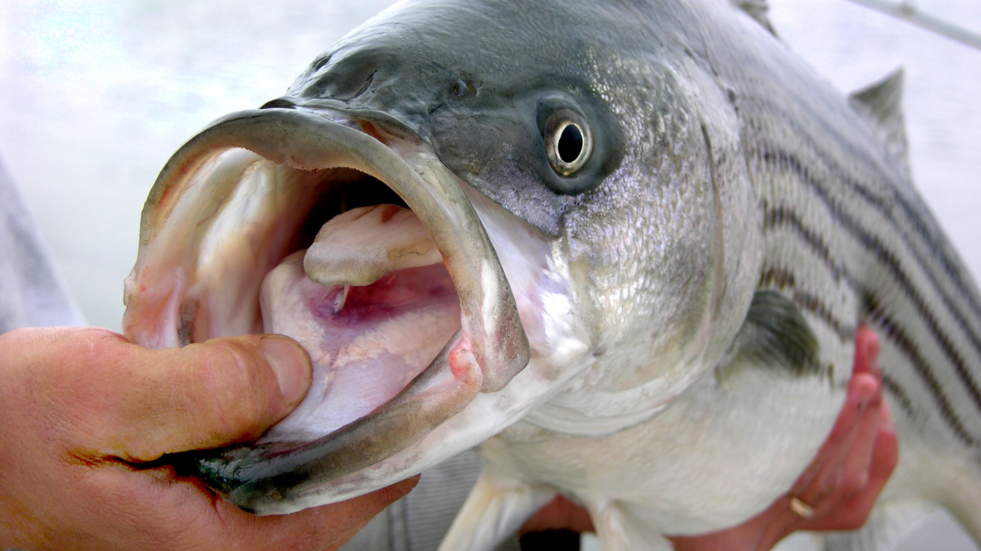 A person is holding a large fish with its mouth open.