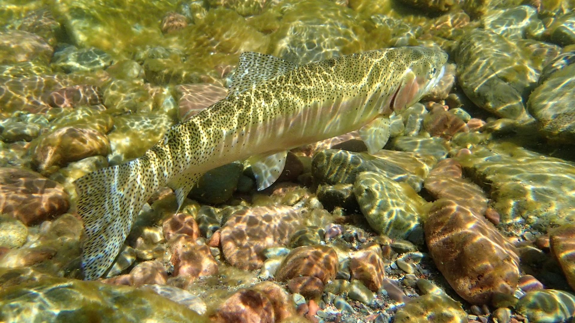 A fish is swimming in the water on the rocks.