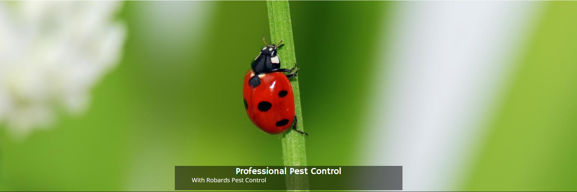 Red ladybug on a green blade of grass against a blurred green background.