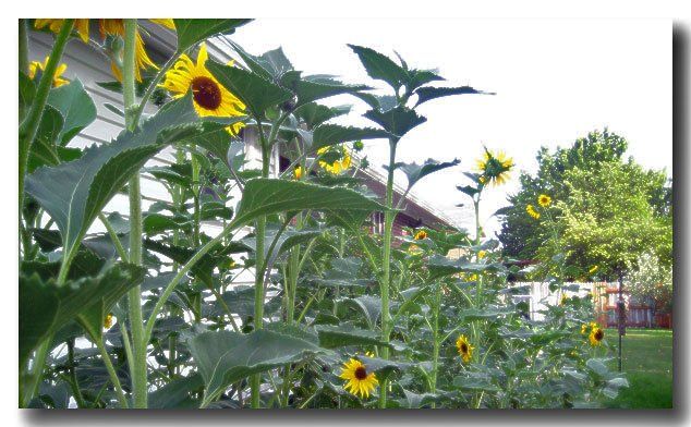 sunflower garden