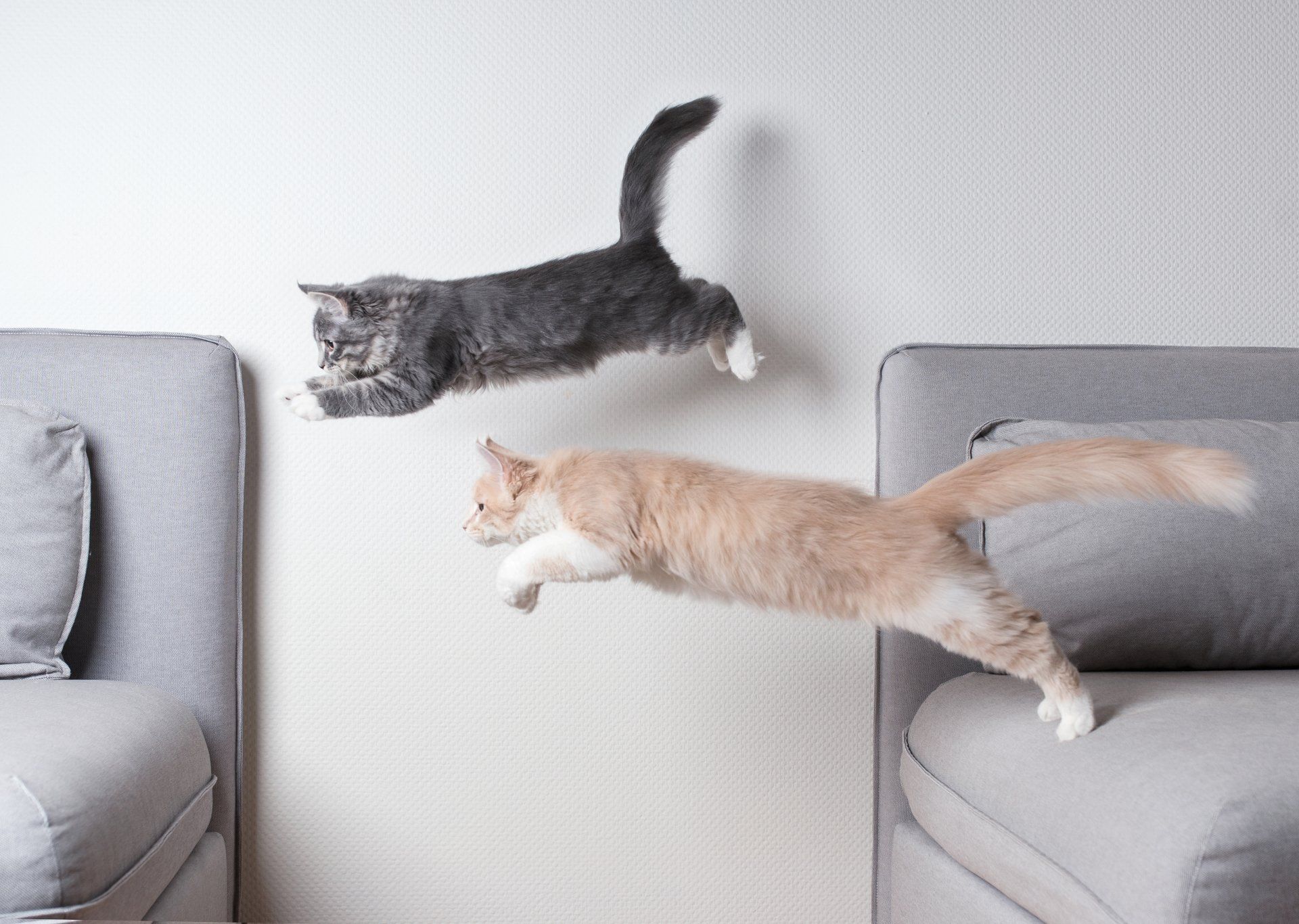 side view of two maine coon kittens jumping from one sofa to another in front of white wall.maine coon; kitten; jumping; two animals; couch; air; blue tabby; catching; chasing; copy space; cream tabby; cushion; cute; fall; fast; feline; fluffy; flying; full length; fur; gray; home; home interior; indoors; living room; longhair cat; motion; paw; pets; photography; pillow; playful; playing; powerful; purebred cat; selective focus; shallow depth of field; side view; sofa; tail