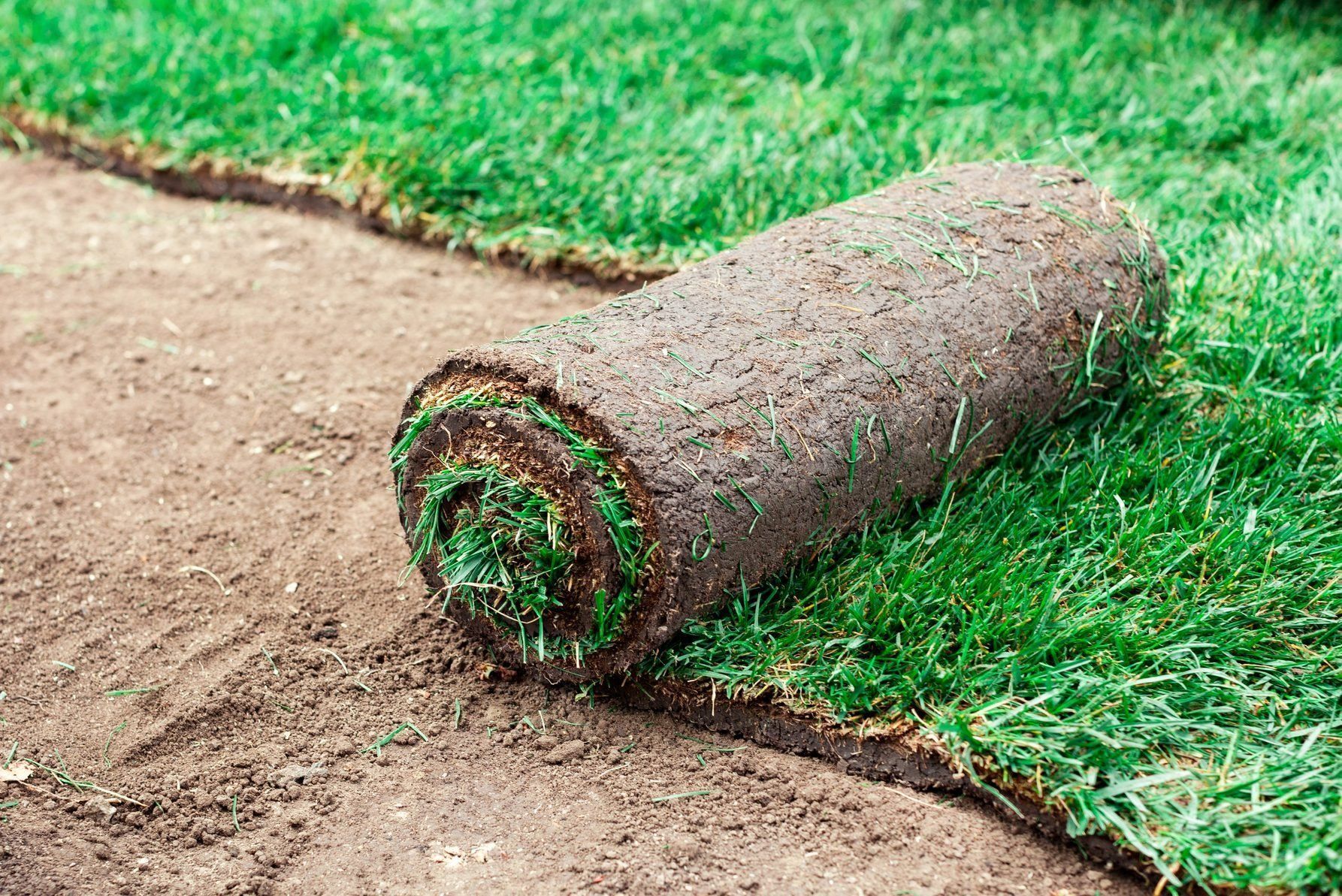 Freshly rolled sod installation