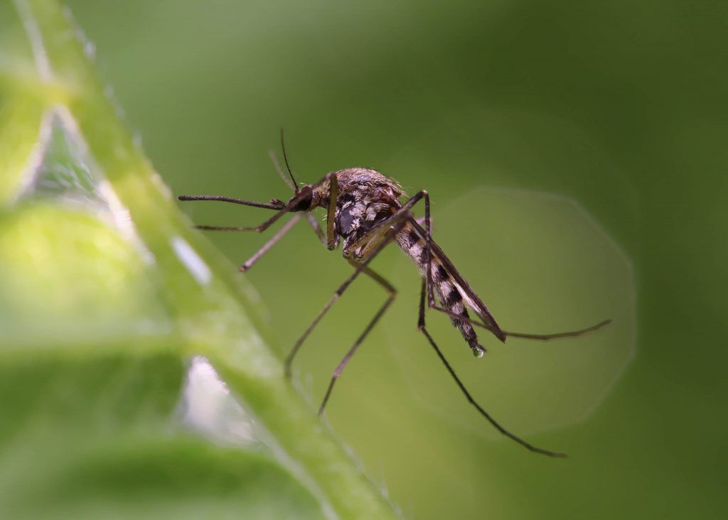 Mosquito on Yard