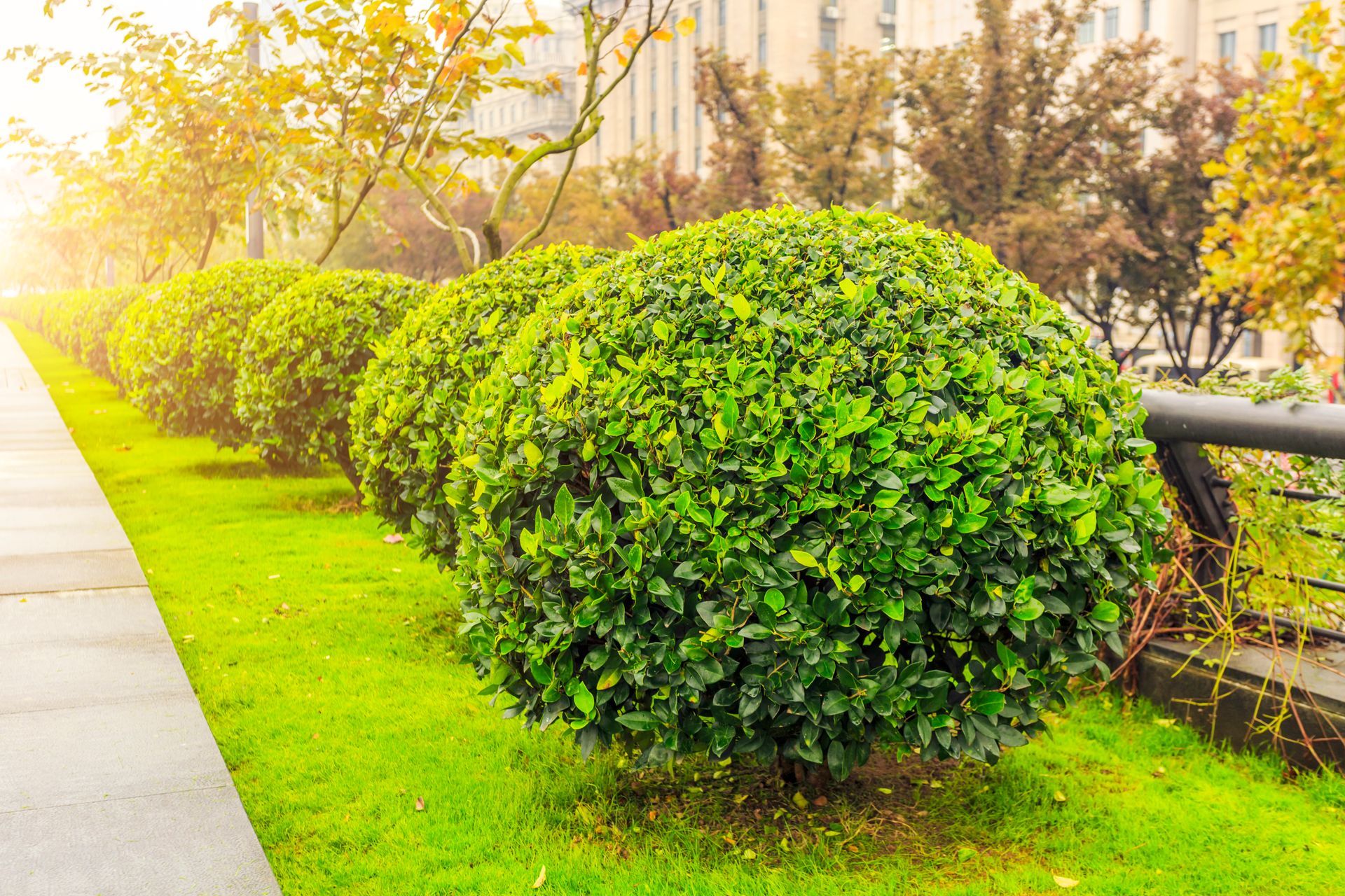 Landscaped hedge row path