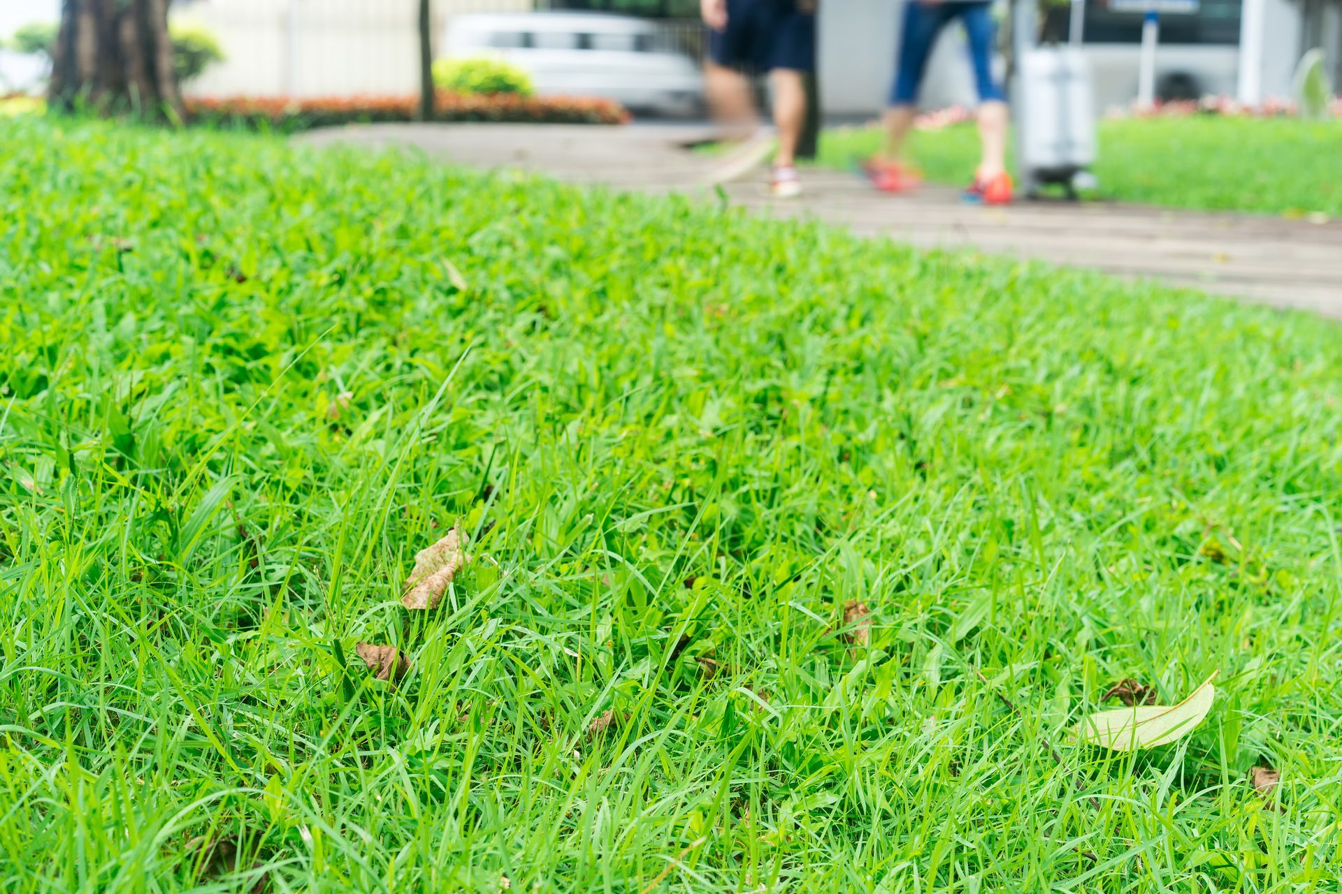 Green grass beside a walkway, with a blurred parked car and people in the background.