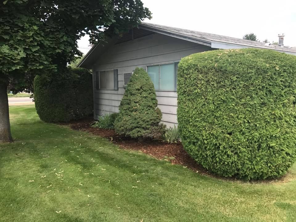 Green, well-trimmed bushes flank a light-gray building with windows. Dark mulch borders the bushes on a grassy lawn.