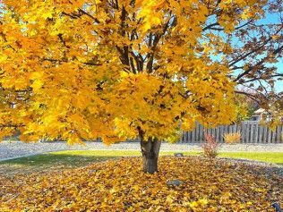 Tree with vibrant yellow leaves in autumn, surrounded by fallen leaves, sunny outdoor setting.