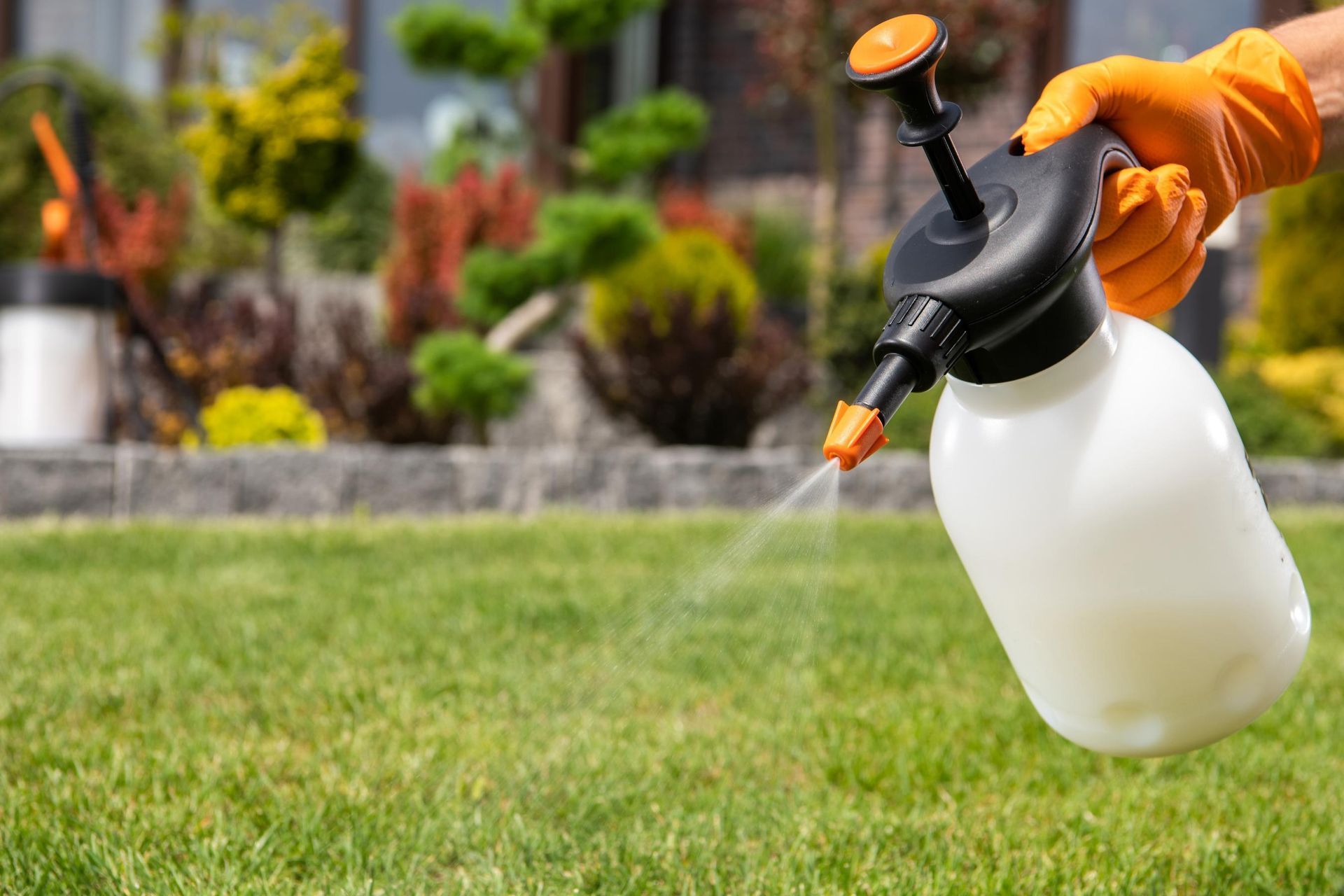 Hand in orange glove spraying liquid from a white bottle onto a green lawn in a yard.
