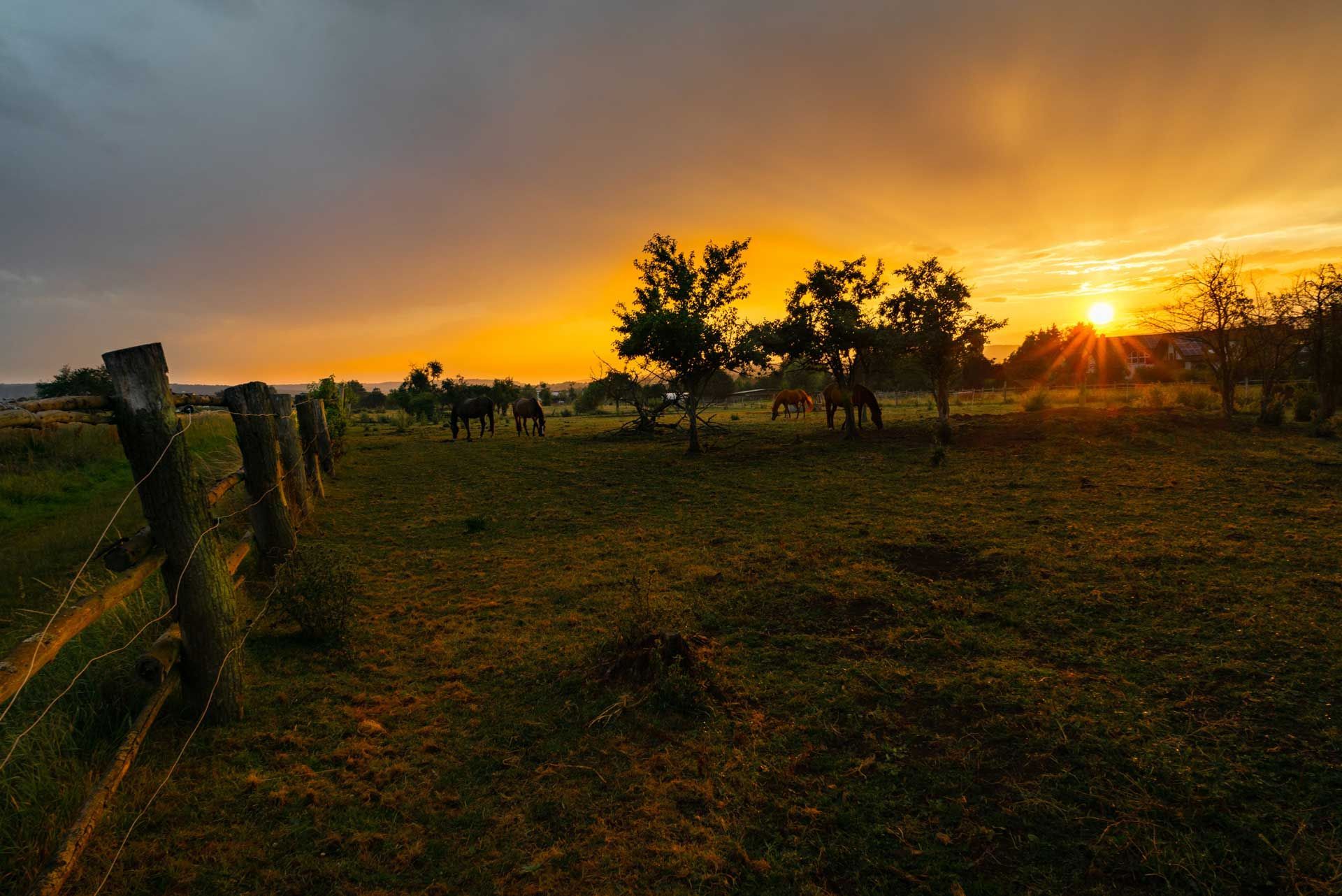 Sunset over a pasture with horses grazing near trees, a fence in foreground. Golden sky, dark clouds.