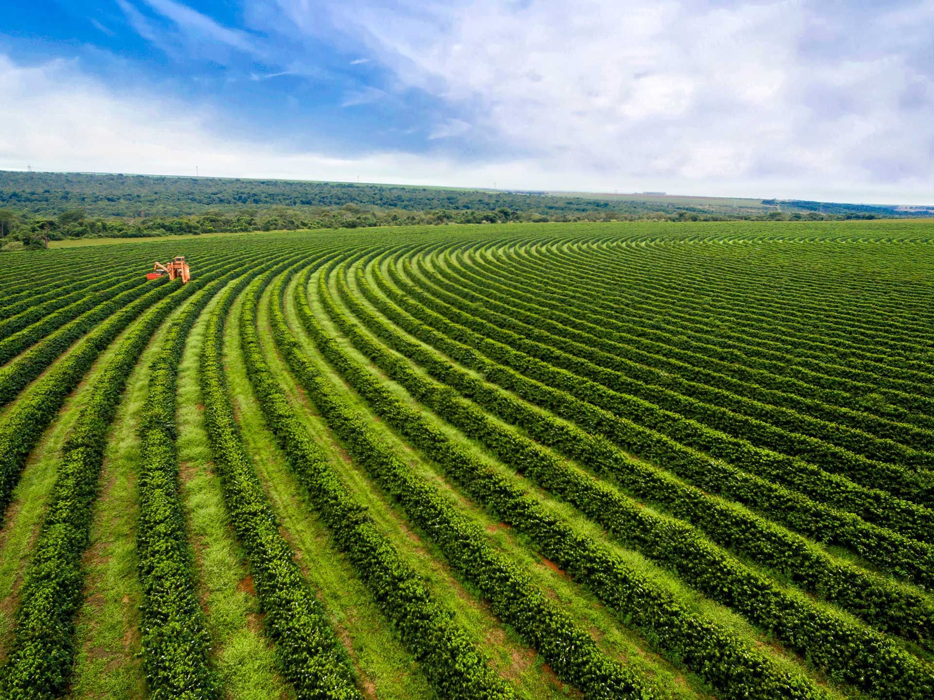 Green coffee plantation rows under a blue sky, with a forested horizon and a harvesting machine.