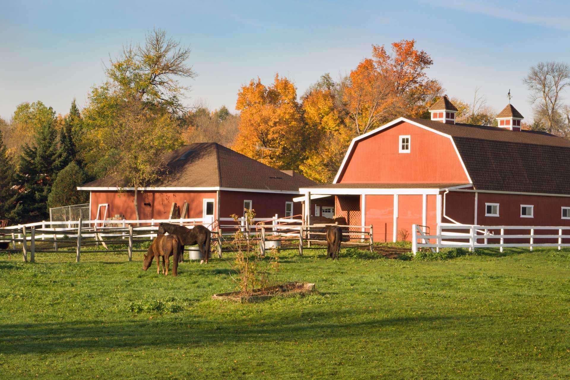 Red barn and outbuildings on a green lawn with horses, white fence, and fall foliage.