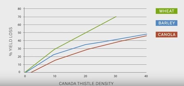 Graph of Crop Loss because of Nasty Invasive Weed