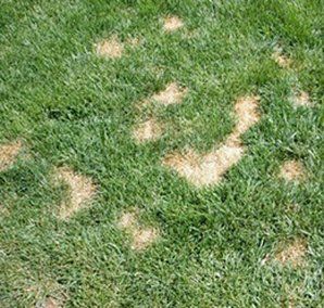 Bare Spots on Ground