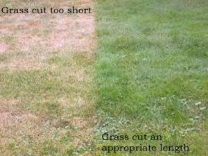 difference between Grass cut too short and grass cut an appropriate length