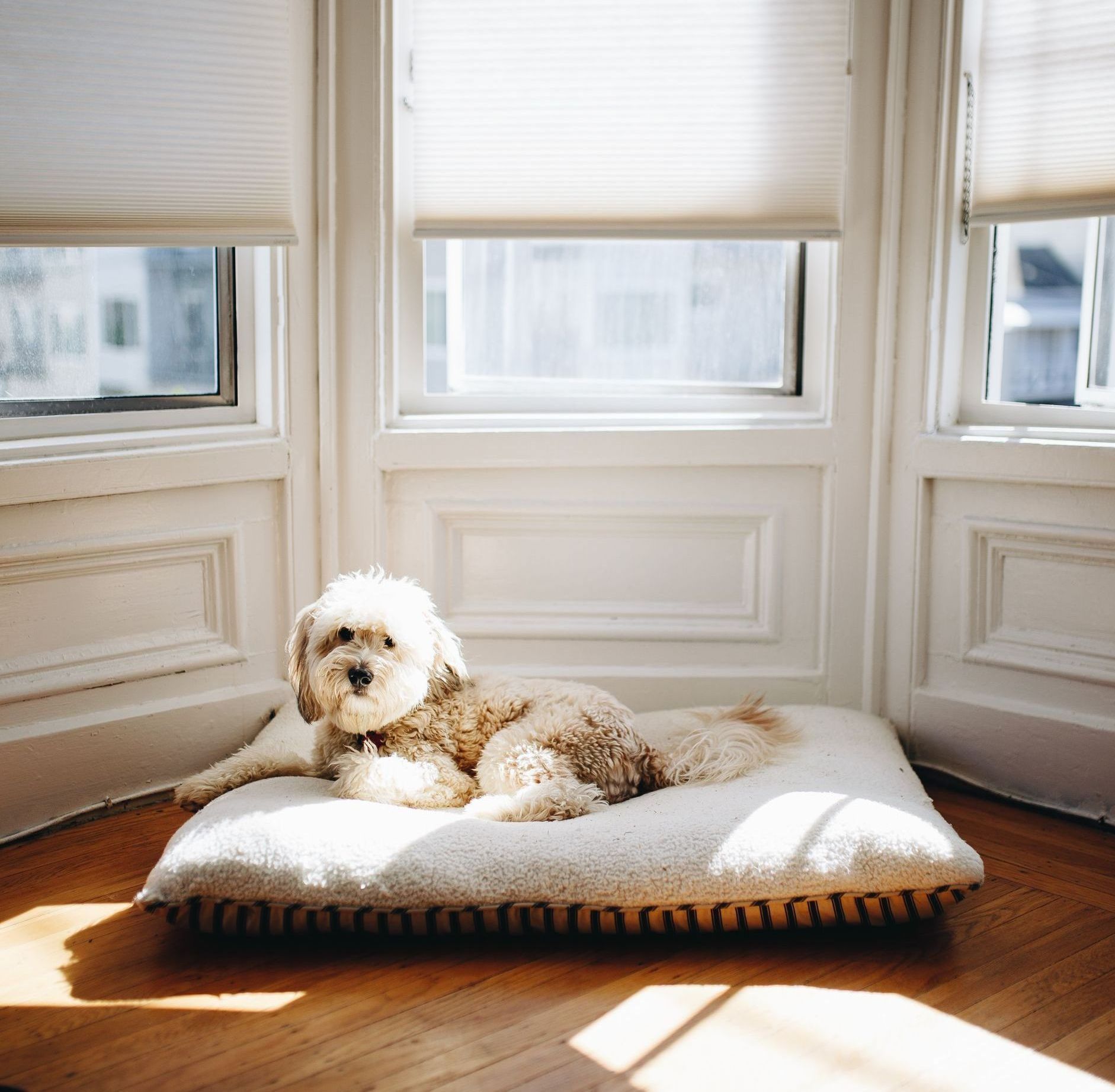 dog in front of a window