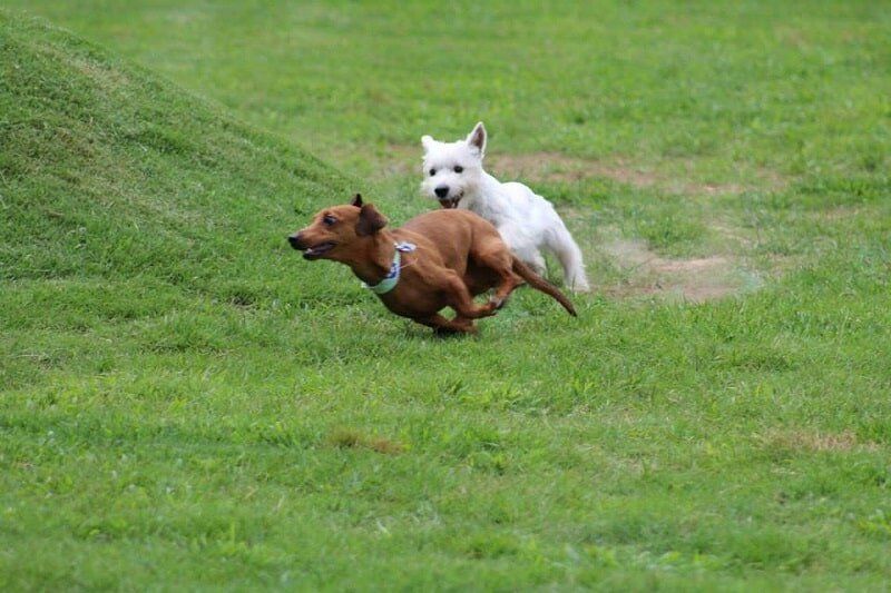 Dog Boarding Little Rock, AR Chenal Pet Palace