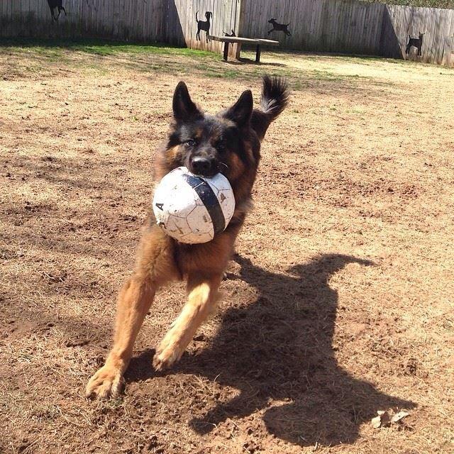 Dog Boarding Little Rock, AR Chenal Pet Palace