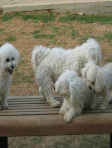 Fluffy white puppies — Pet grooming in Little Rock, AR