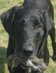 Black dog — Pet grooming in Little Rock, AR