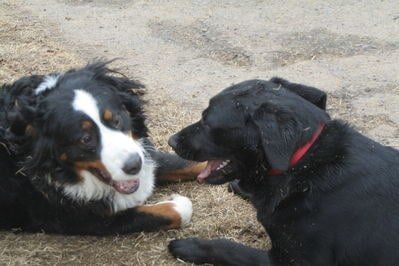 Two dogs — Pet grooming in Little Rock, AR