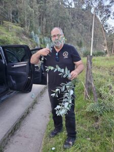Fresh Eucalyptus!