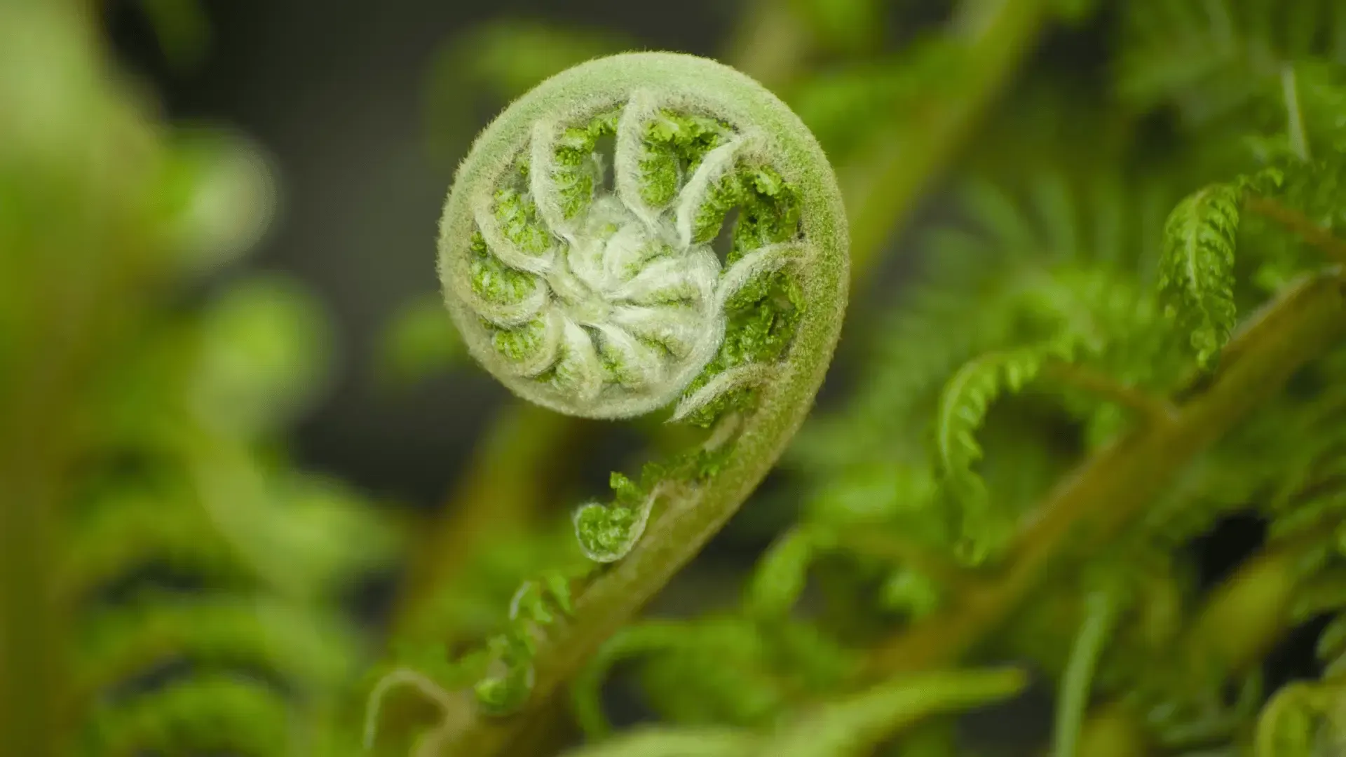 A close up of a fern leaf growing on a plant.