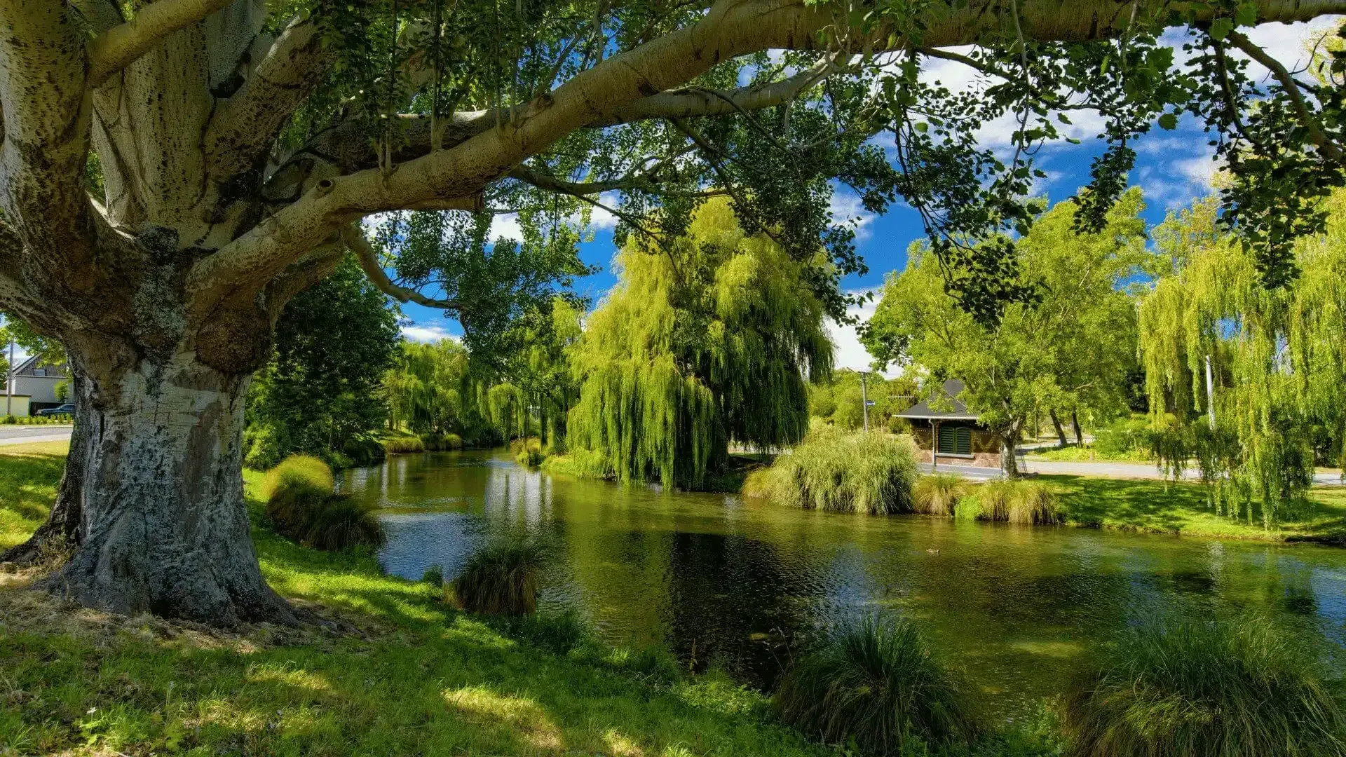 A large tree stands in the middle of a park next to a lake.