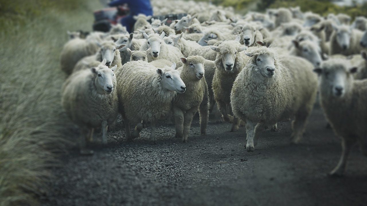 a herd of sheep are walking down a dirt road .