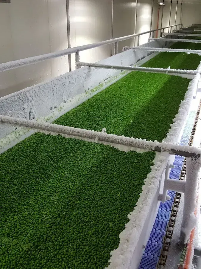 a row of trays filled with green grass in a room .