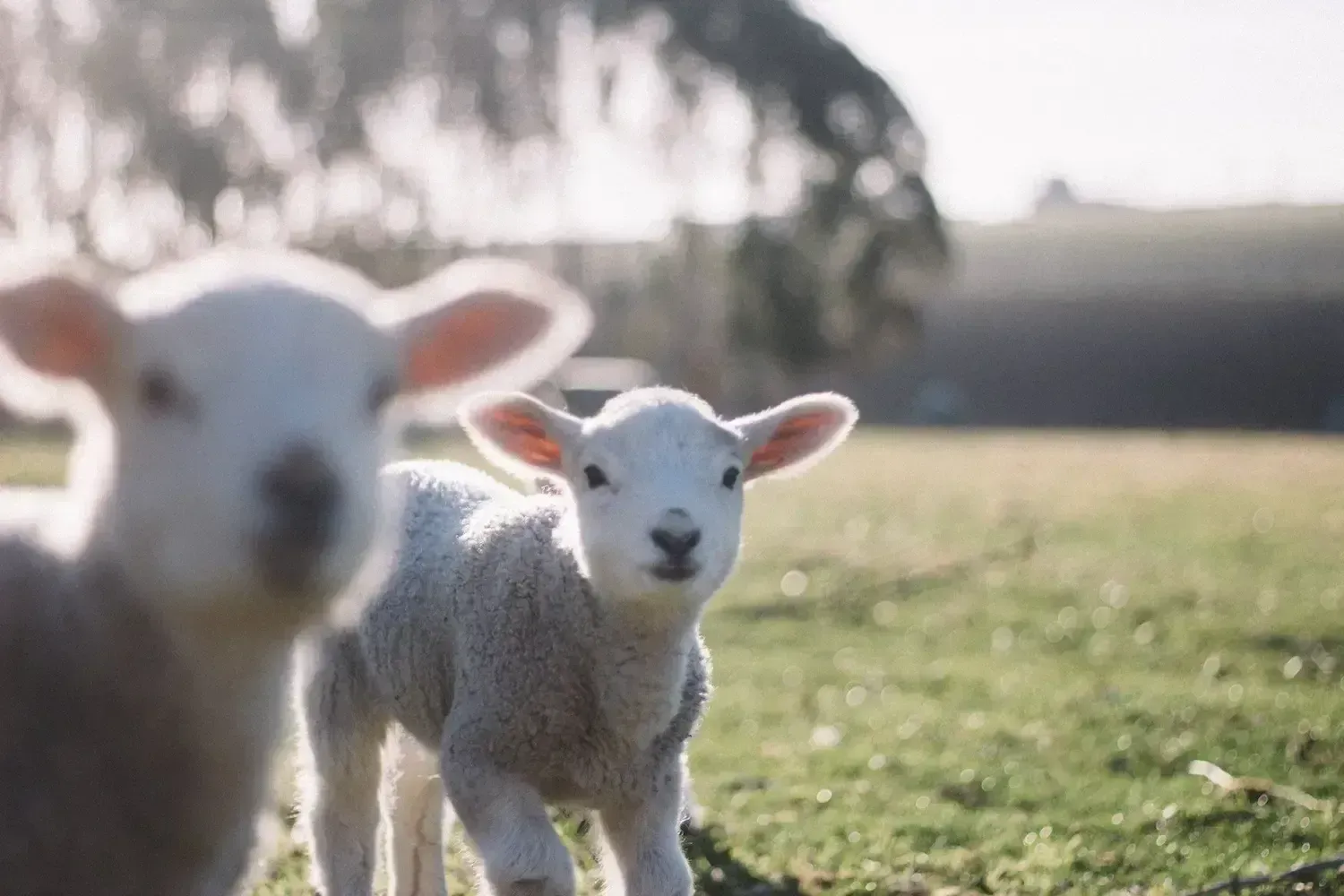Two fluffy white lambs on a grassy field, one in focus looking at the viewer.
